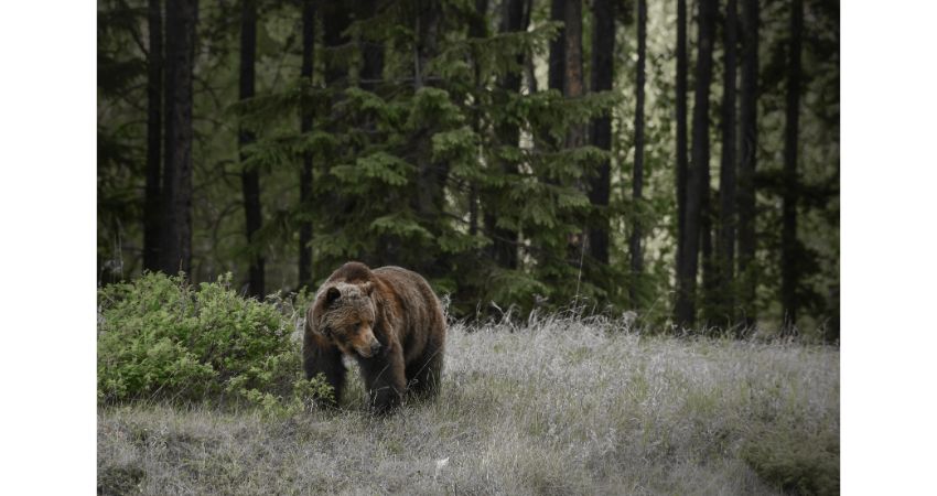 Jasper – Wildlife Discovery Tour
