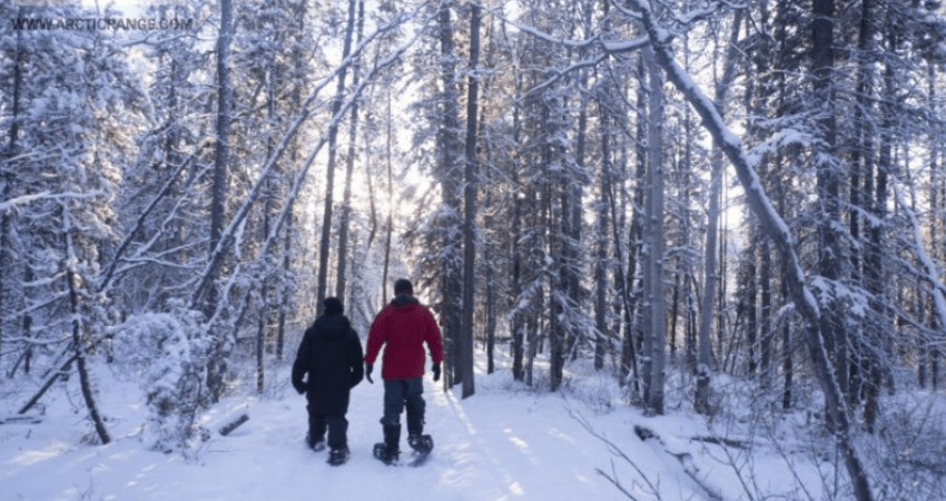 Best Value Aurora Viewing - Snowshoeing, Wildlife & Hot Springs - Winter - Whitehorse, YT