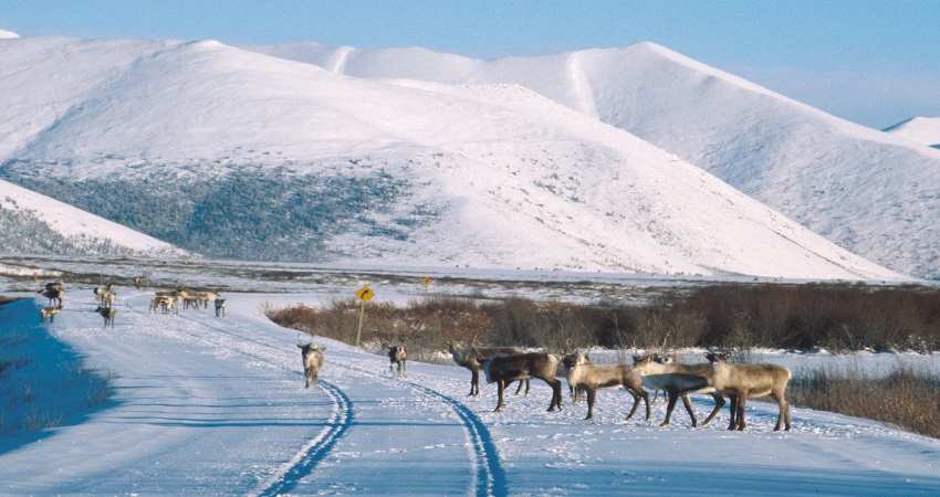 Arctic Winter Heartbeat - Active Winter Adventure, Whitehorse, YT