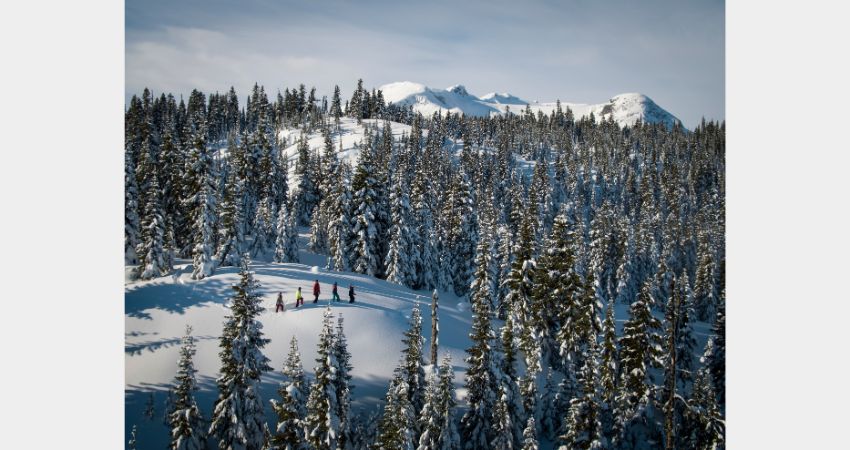 Whistler - Ancient Cedars Snowshoe Tour