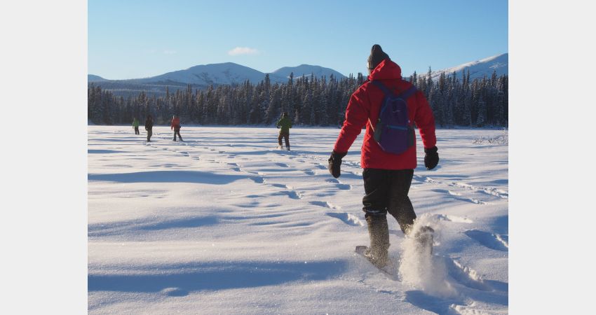 Arctic Day: Snowshoeing | Half Day