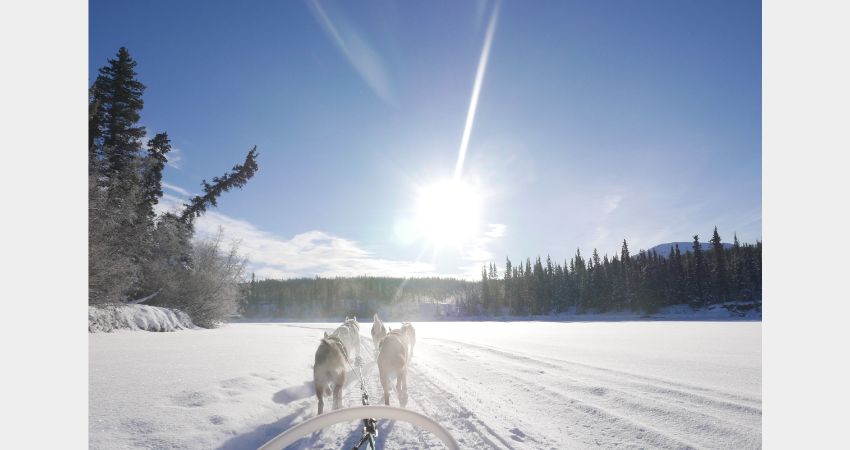 Arctic Day: Dog Sledding | Half OR Full Day