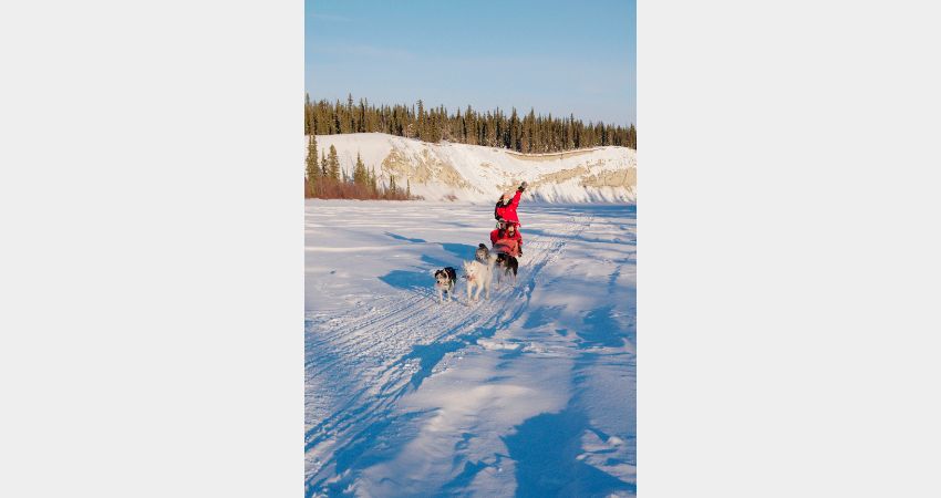 Arctic Day: Dog Sledding | Half OR Full Day