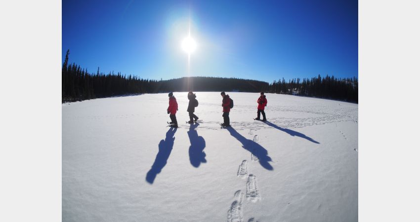 Arctic Day: Cross Country Ski Tour | Half Day