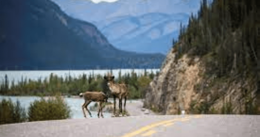 Viking Trails – Newfoundland & Labrador