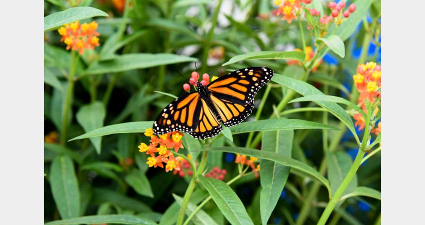 Niagara Falls - Butterfly Conservatory