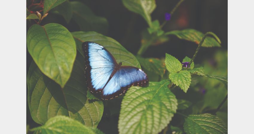 Niagara Falls - Butterfly Conservatory
