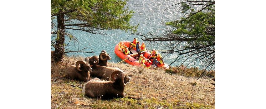 Activity Tour - Jasper  Athabasca River Easy Scenic Raft Trip