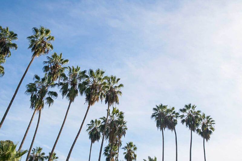 Los Angeles, Palm Trees & Ocean Breeze