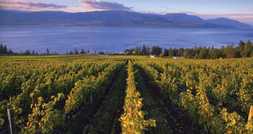 Private VIP Tour - Cowichan Valley Wine Tasting, Victoria