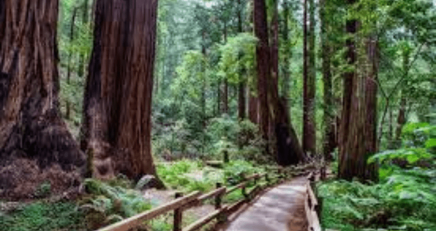 Muir Woods and Sausalito Private Tour