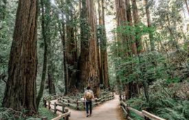 Muir Woods and Sausalito Private Tour