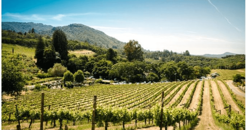 Napa and Sonoma Wine Country Private Tour