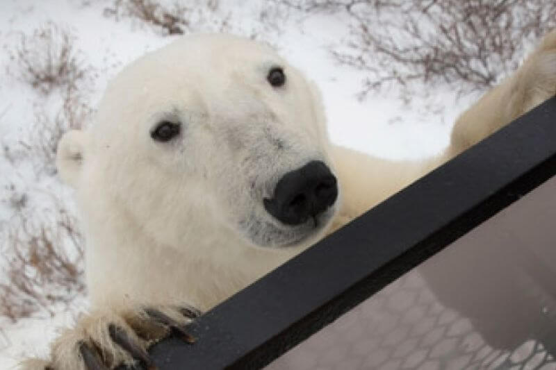 The Ultimate Polar Bear Adventure