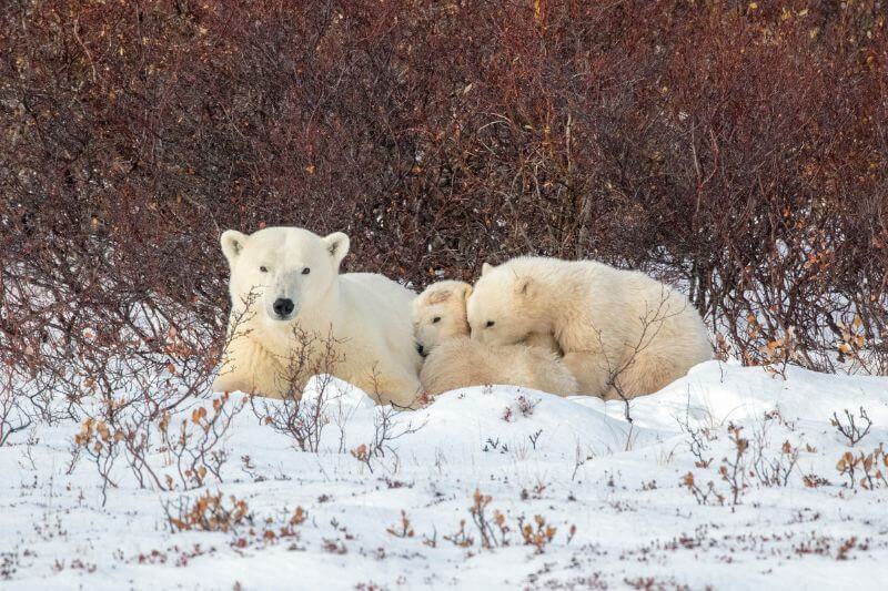 The Ultimate Polar Bear Adventure