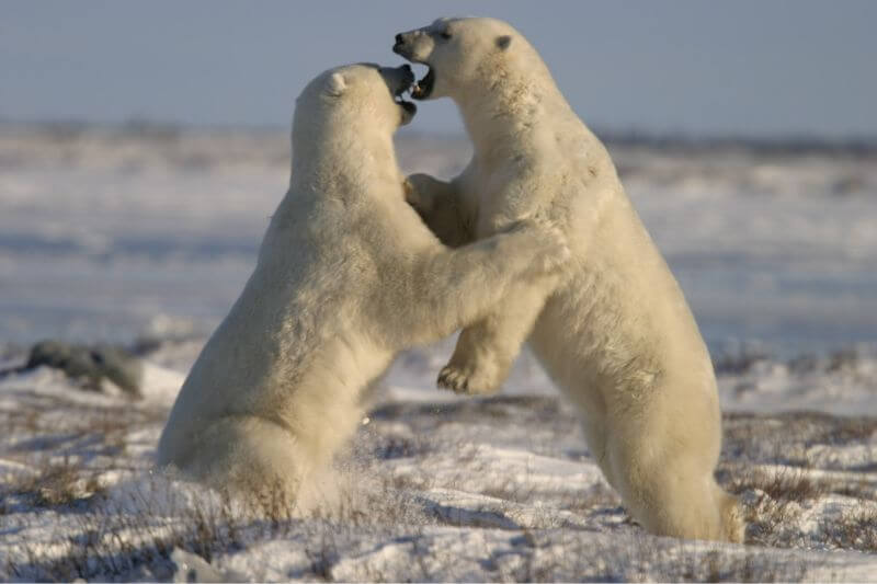 The Ultimate Polar Bear Adventure