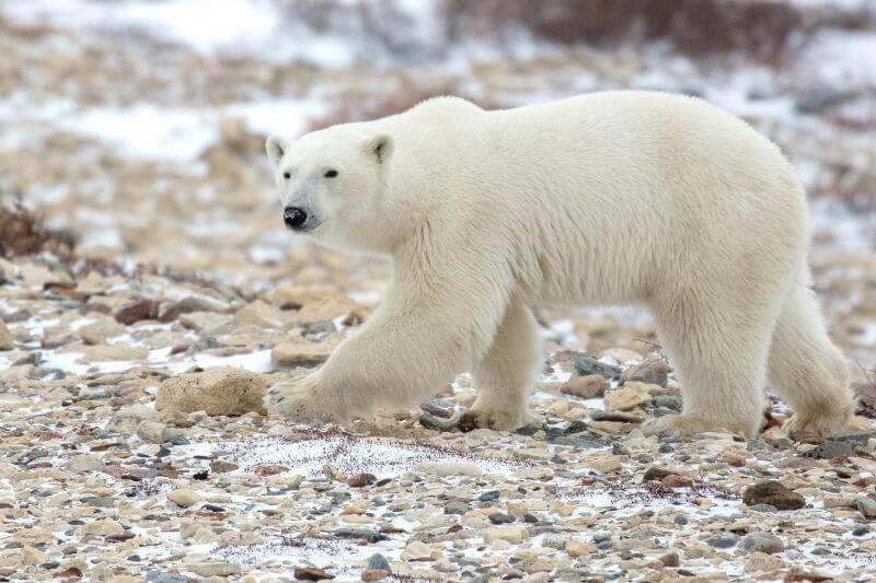 The Ultimate Polar Bear Adventure