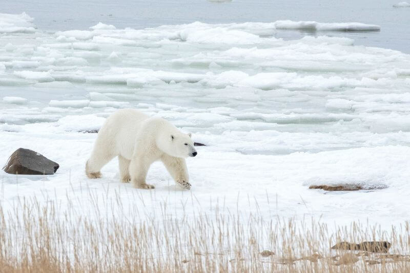 The Ultimate Polar Bear Adventure