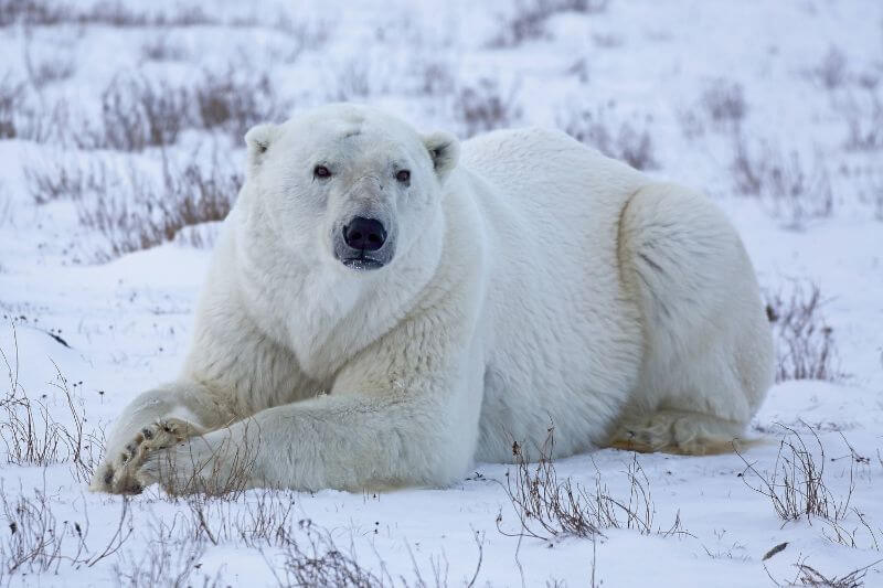 The Ultimate Polar Bear Adventure