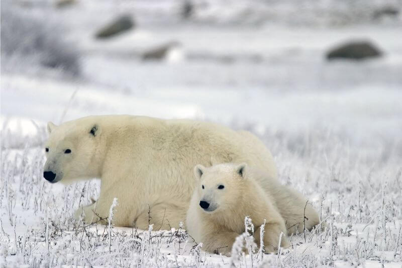 The Ultimate Polar Bear Adventure