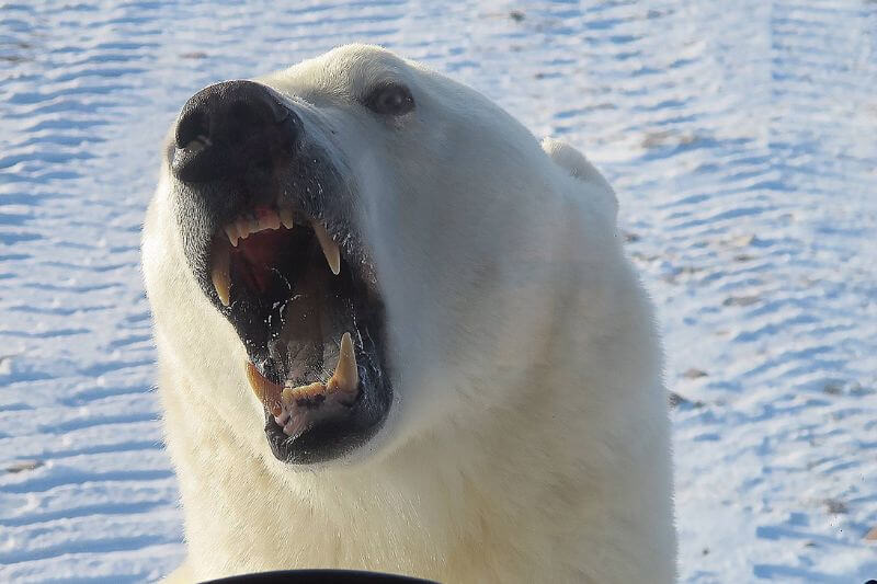 The Ultimate Polar Bear Adventure