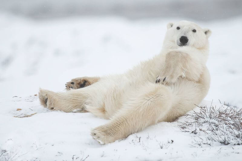 The Ultimate Polar Bear Adventure