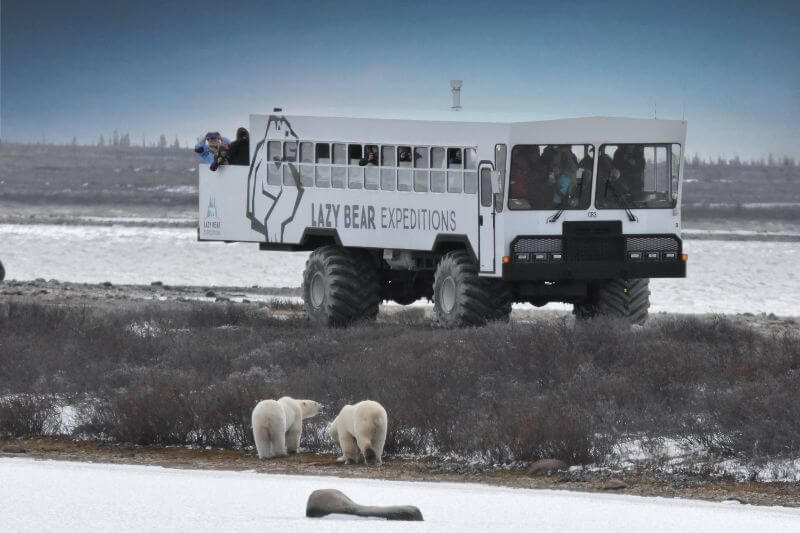 The Ultimate Polar Bear Adventure