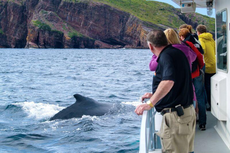 Newfoundland & Labrador Escorted Tour: History & Natural Wonders