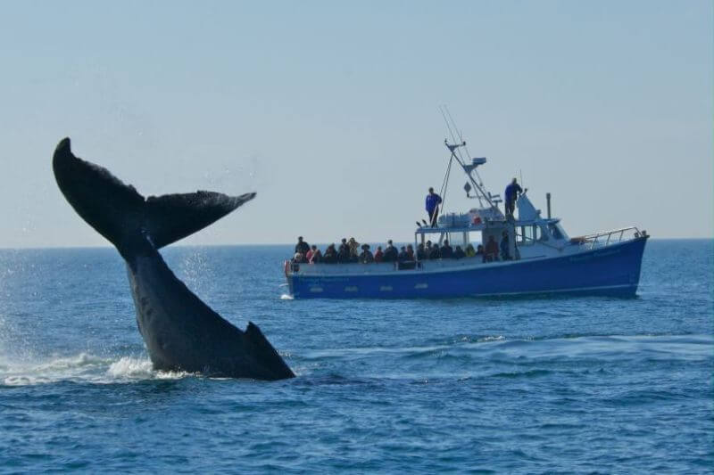 Maritimes to Newfoundland: Epic Coastal Exploration