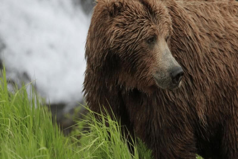 Alaska Untamed: Bucket List Journeys Come Alive