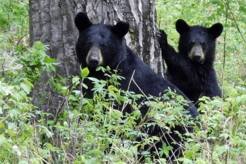 Wild Wonders: affordable Alaska Adventure for All Ages