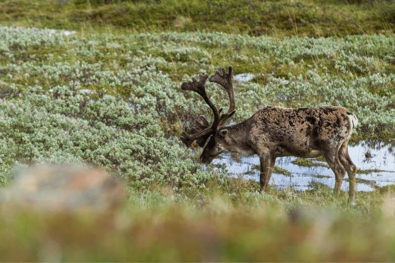 Wild Wonders: affordable Alaska Adventure for All Ages