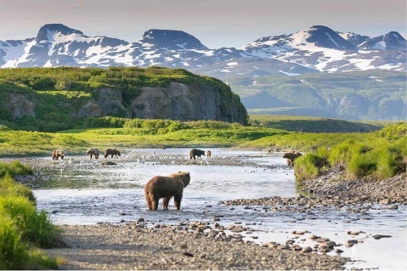 Chinitna Bay Bear Viewing