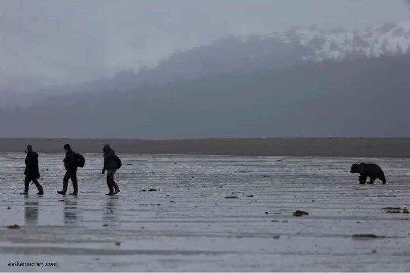 Chinitna Bay Bear Viewing