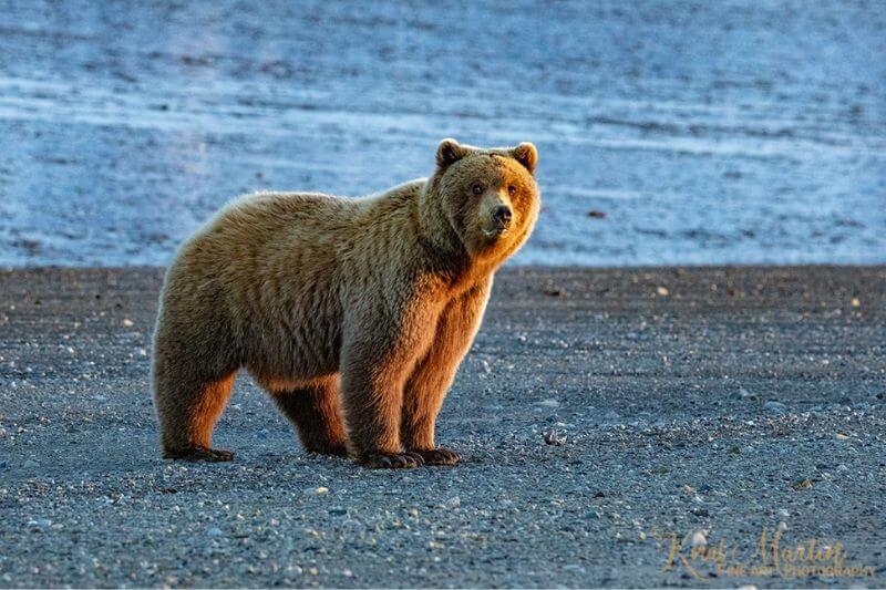 Chinitna Bay Bear Viewing