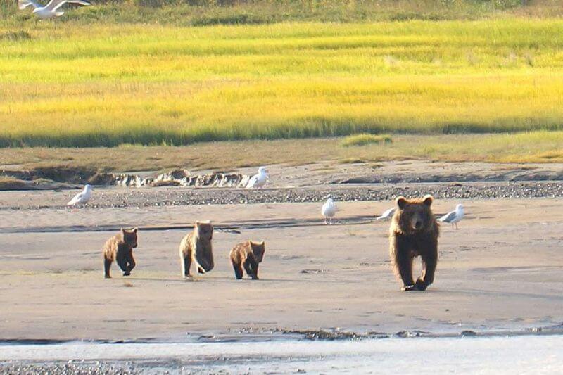 Chinitna Bay Bear Viewing