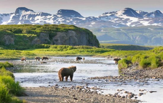 Chinitna Bay Bear Viewing