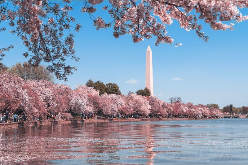 Uncover DC's Magic: Exciting Tour and Boat Ride