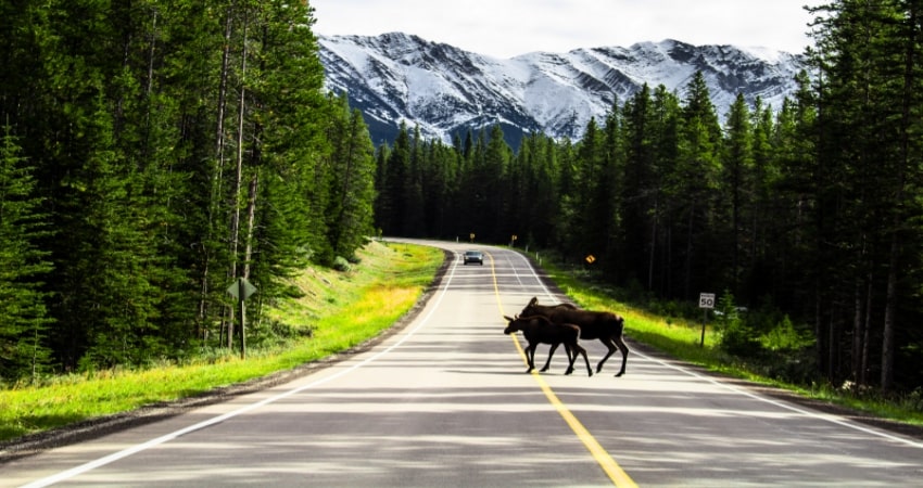 Epic Rockies Self-Drive: Banff, Lake Louise & Jasper