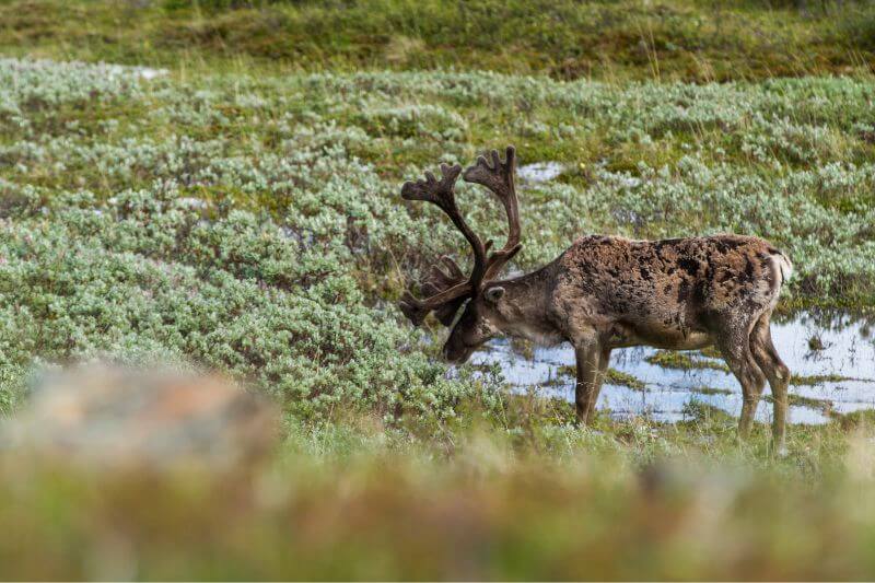 Alaska’s Scenic Self-Drive Adventure: Explore Nature’s Best