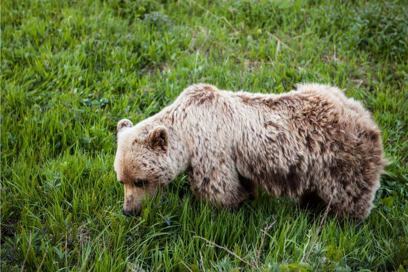 Alaska’s Scenic Self-Drive Adventure: Explore Nature’s Best