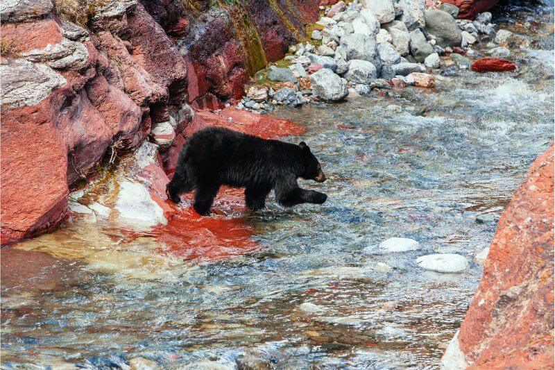 Glacier to Waterton: Iconic Self-Drive Adventure