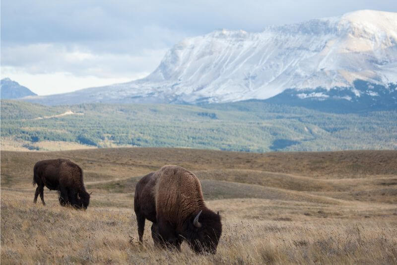 Glacier to Waterton: Iconic Self-Drive Adventure