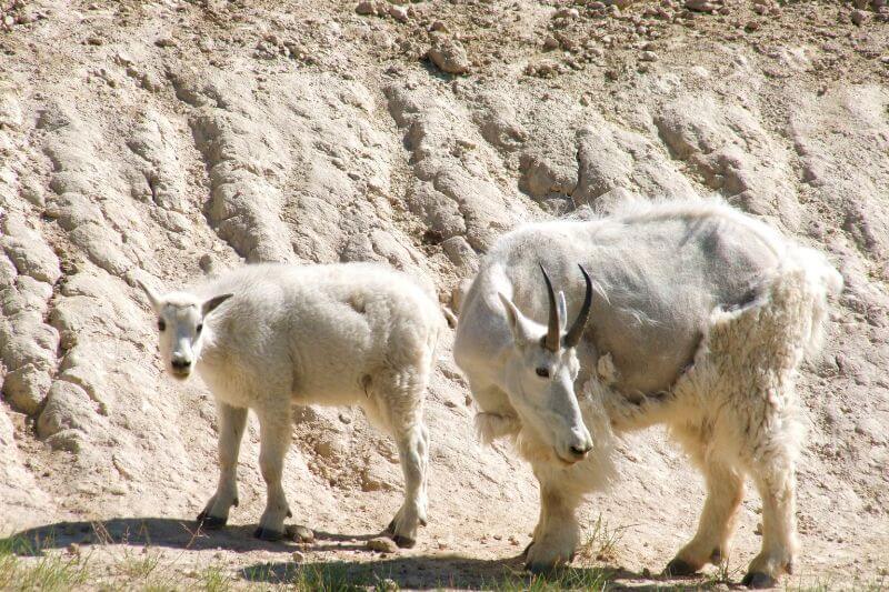 Glacier to Waterton: Iconic Self-Drive Adventure