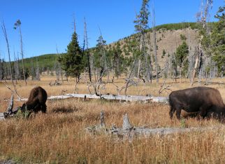 Ultimate Escapade: Yellowstone & Teton Adventures