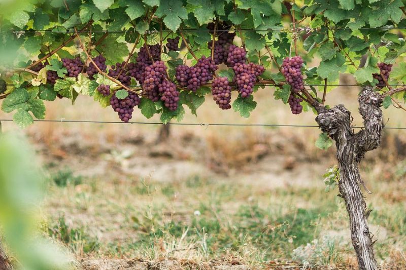 Okanagan Luxury Golf & Wine Tour
