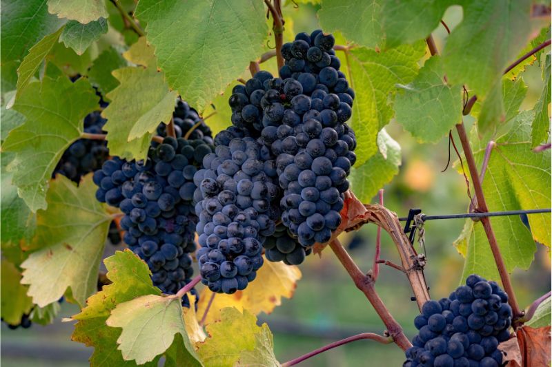 Okanagan Luxury Golf & Wine Tour