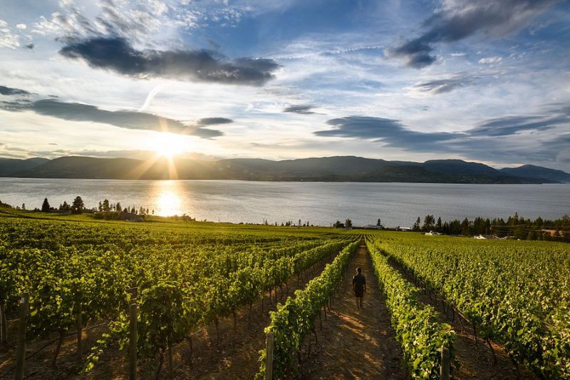 Okanagan Luxury Golf & Wine Tour