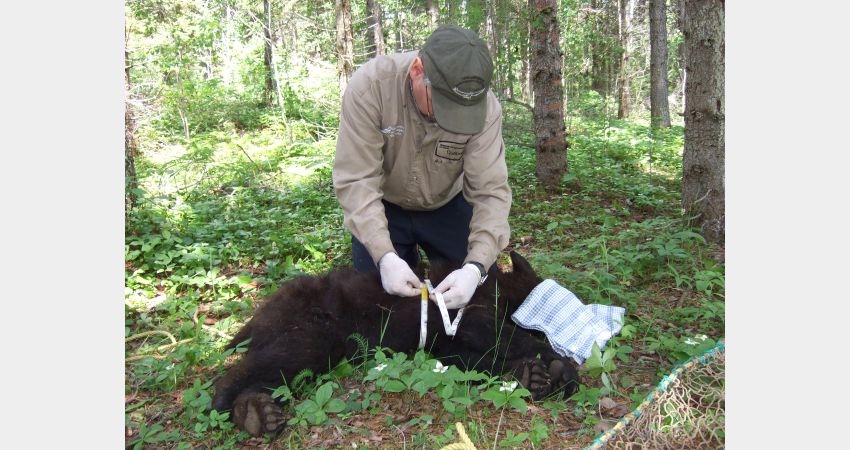 Black Bear Observation, Rabaska Canoeing, Canyon & Amerindiens (4 Hours) –  La Baie (Saguenay Area)